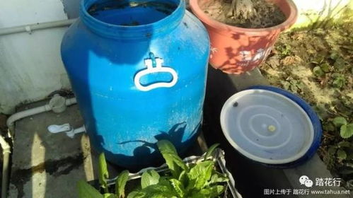 如何制作无臭菜籽饼有机肥 重要的事说三遍 无臭 无臭 无臭