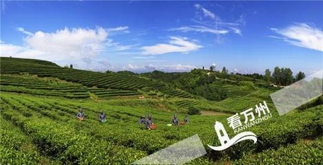 万州的这个产品,竟然卖到欧盟市场去了…