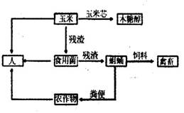 右图是某生态系统有关功能示意图.下列说法错误的是 a.用玉米的副产品玉米芯生产木糖醇.可增加经济效益 b.用残渣来培育食用菌和蛆蛹.实现了物质的多级利用 c.用蛆蛹粪便作为有机肥还田